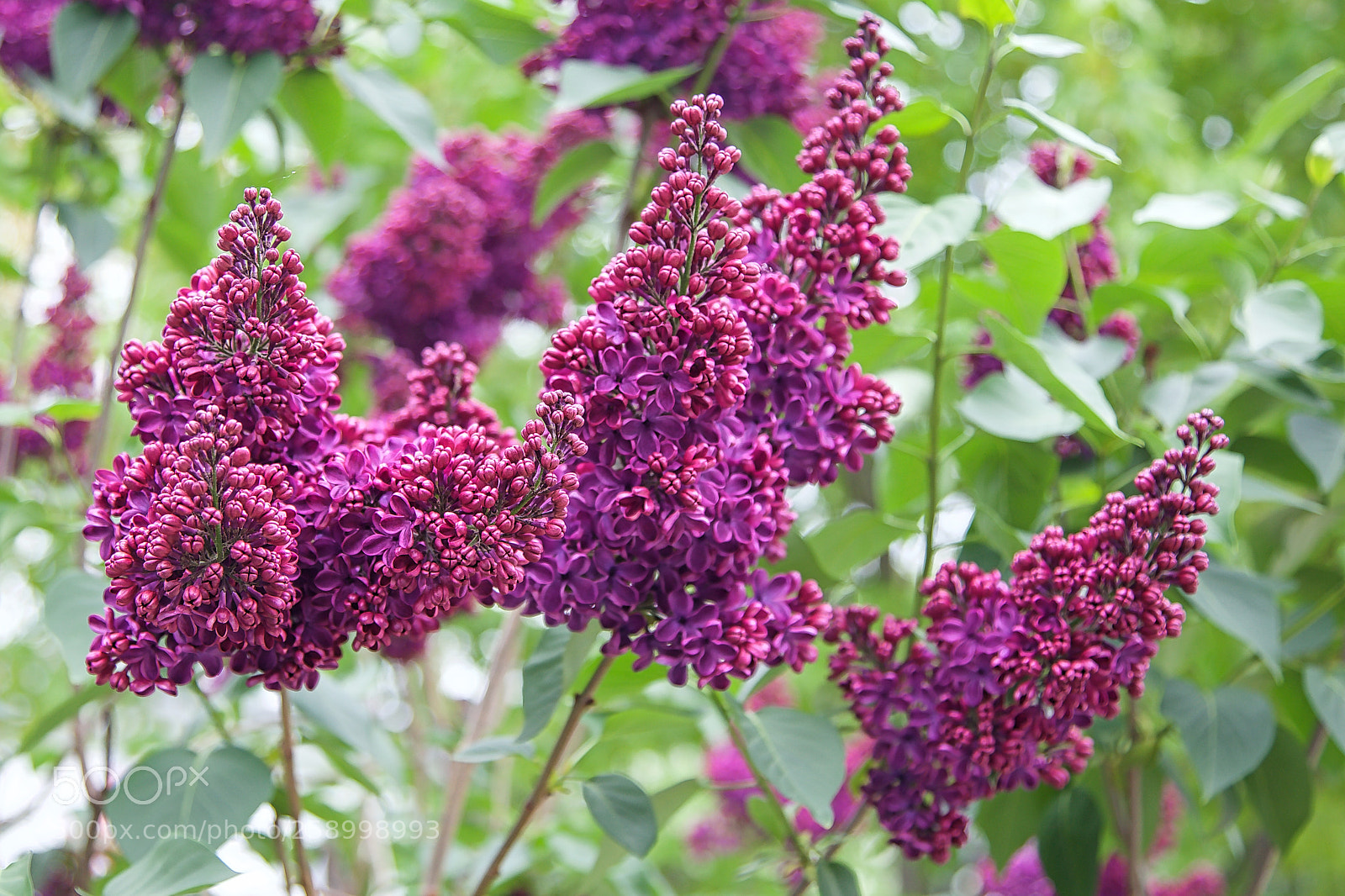 Canon EOS-1D X sample photo. Deep purple photography