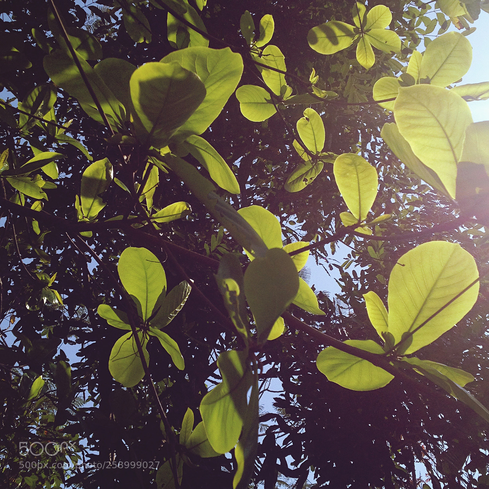 Apple iPhone 4S sample photo. Untitled photography