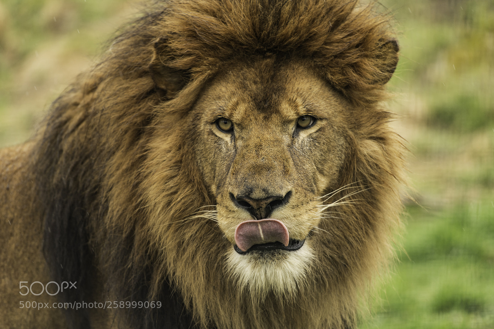 Nikon D5 sample photo. Lion series photography