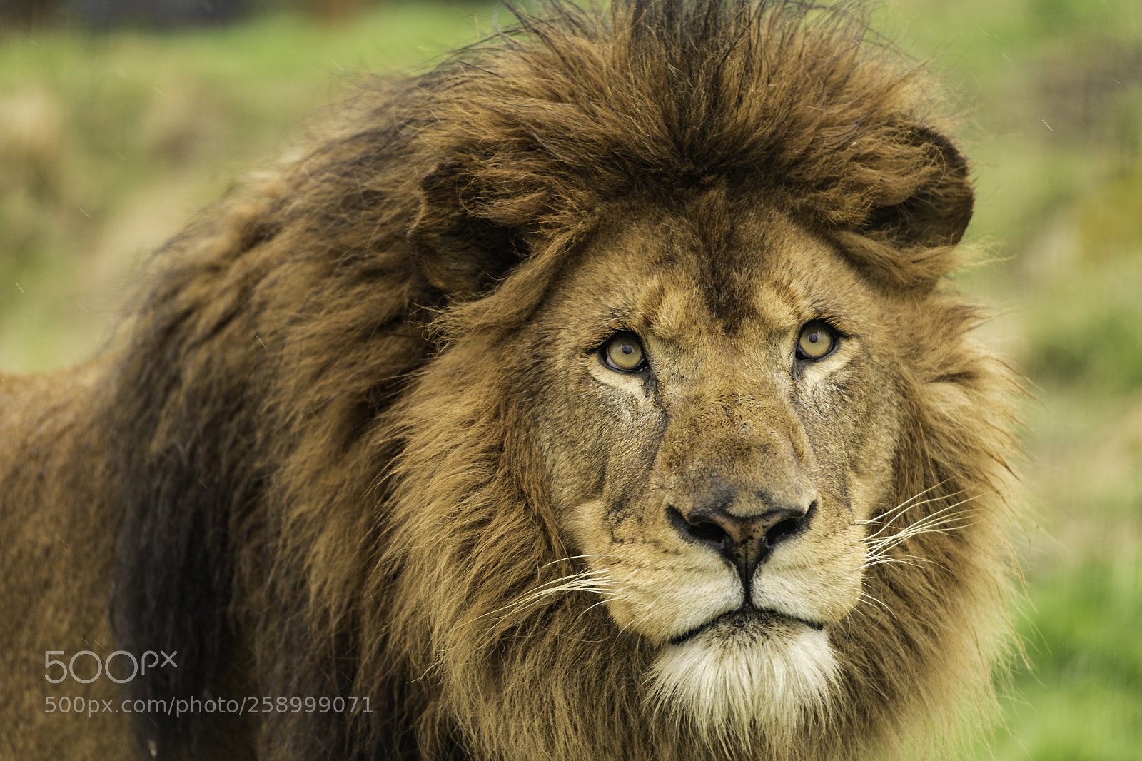 Nikon D5 sample photo. Lion series photography