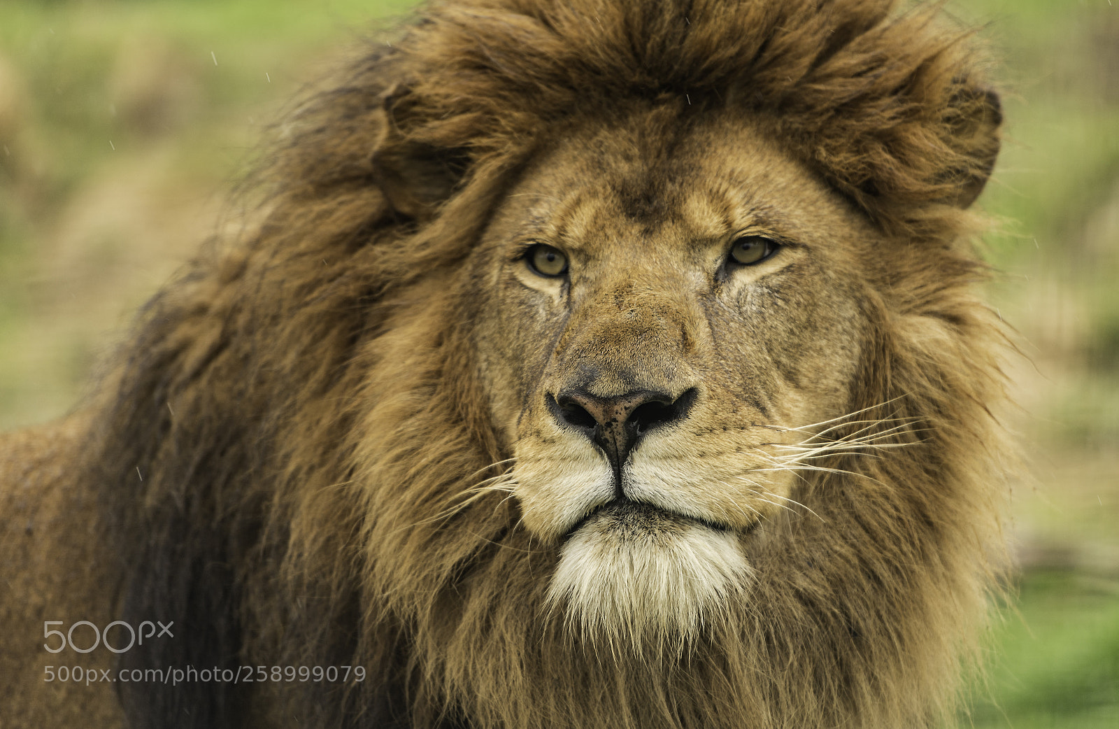 Nikon D5 sample photo. Lion series photography