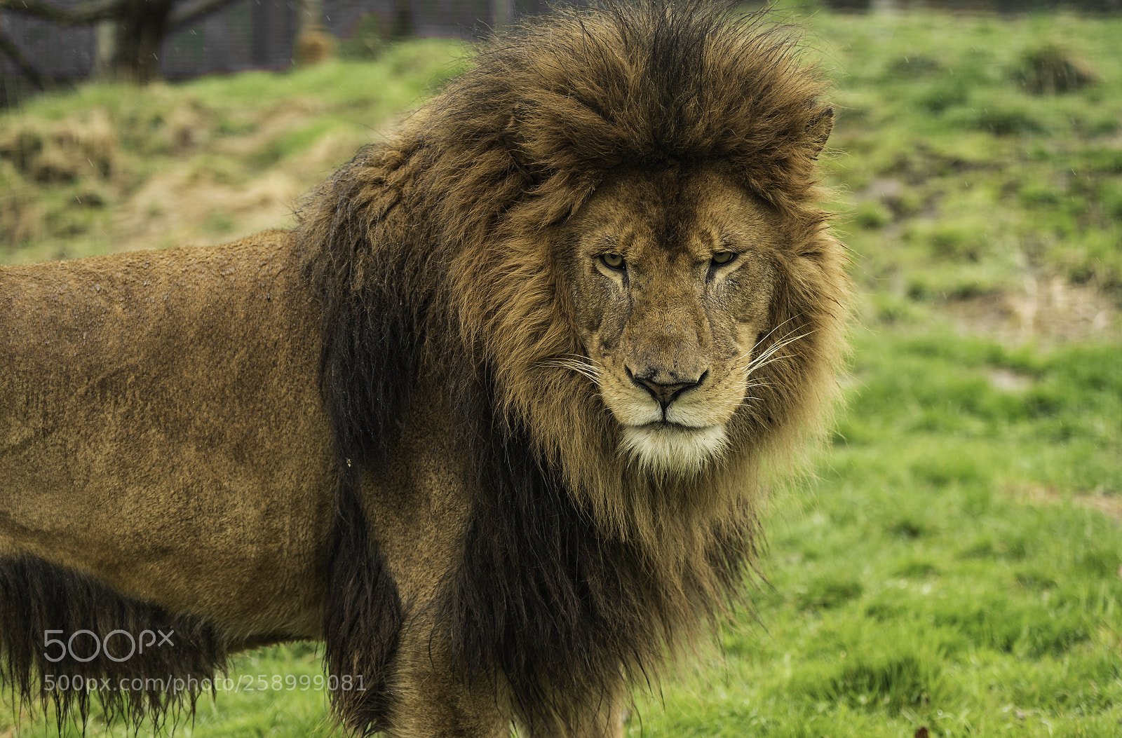 Nikon D5 sample photo. Lion series photography