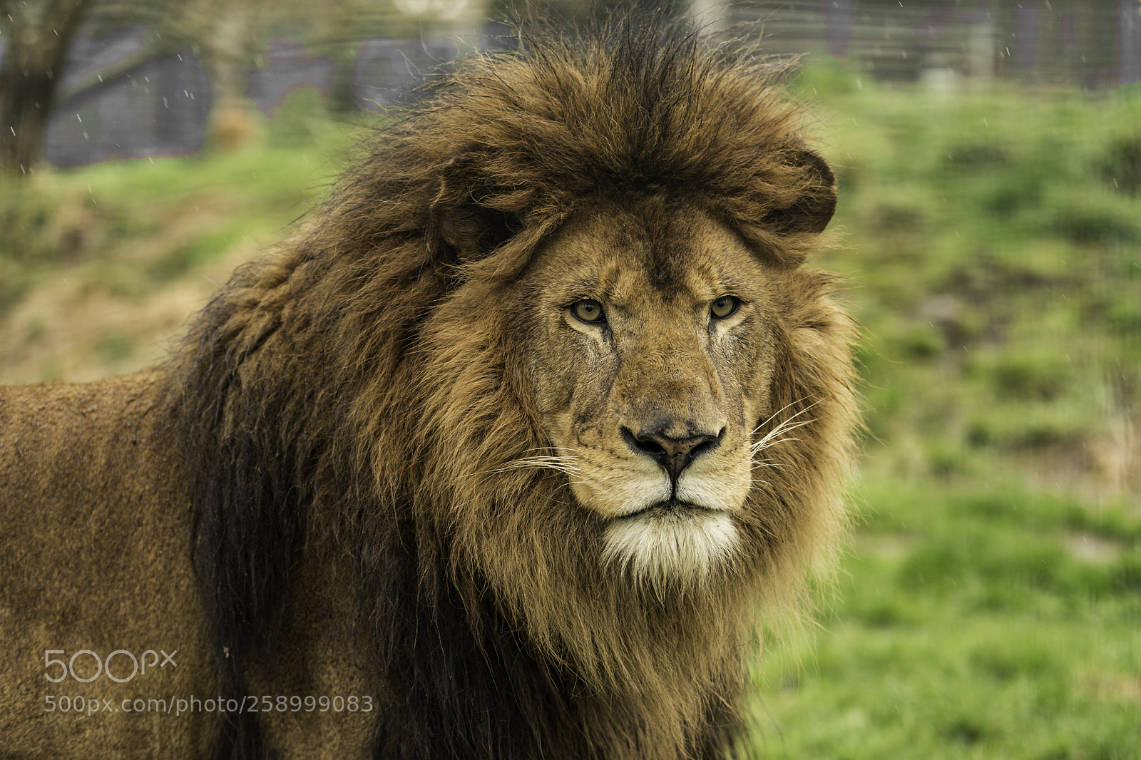 Nikon D5 sample photo. Lion series photography