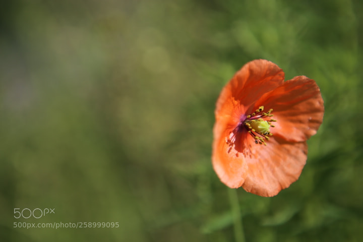 Canon EOS 6D + Canon EF 24-70mm F2.8L USM sample photo. Img photography