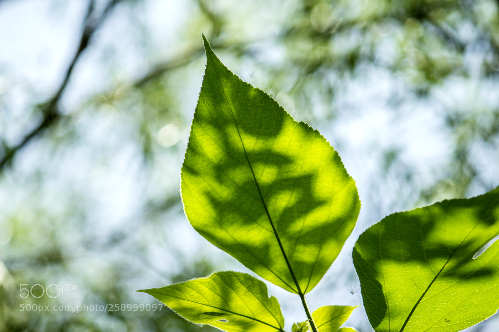 Canon EOS 600D (Rebel EOS T3i / EOS Kiss X5) sample photo. The shadow of leaves photography