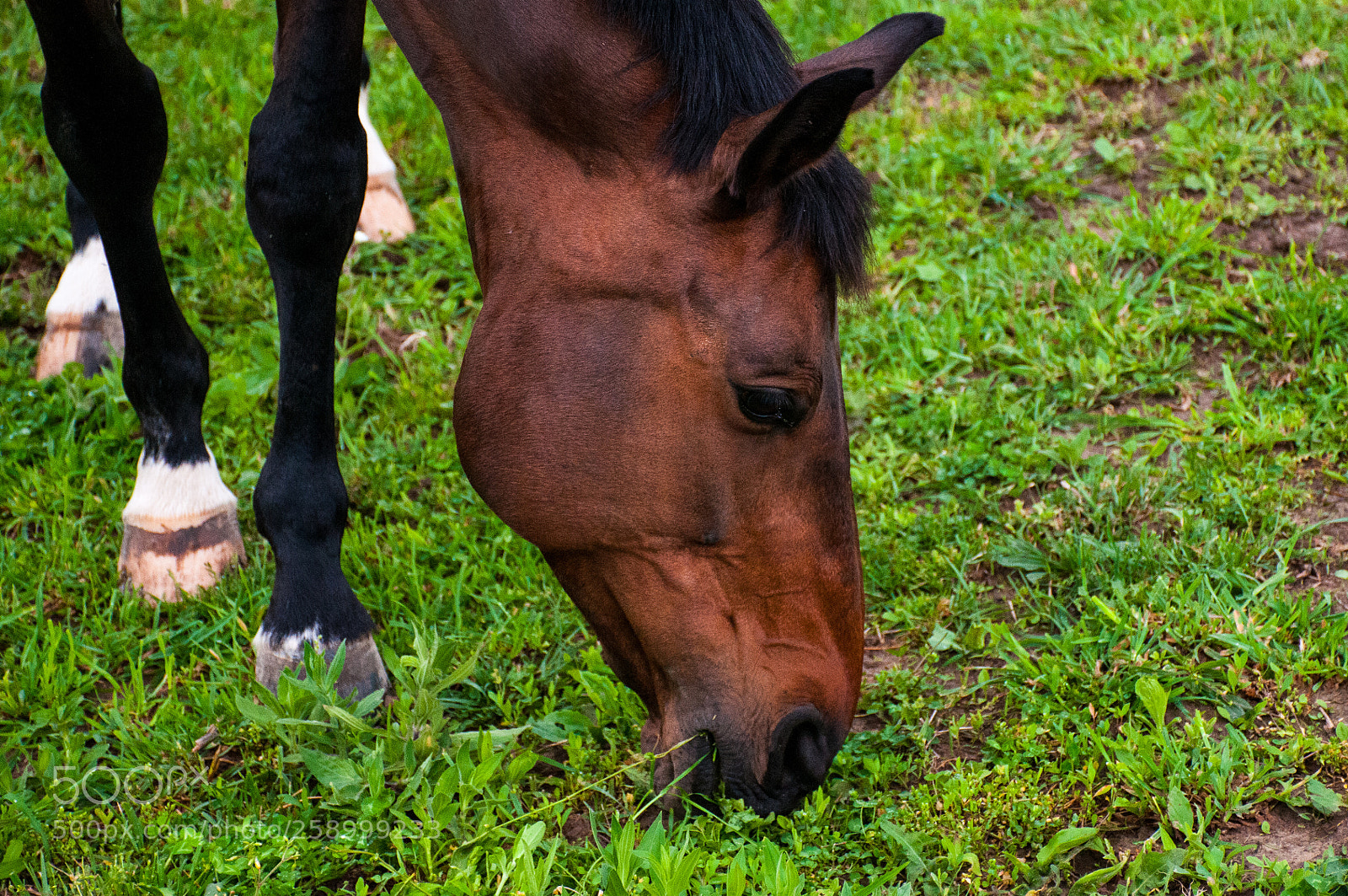 Nikon D300 sample photo. Powerful jaw photography