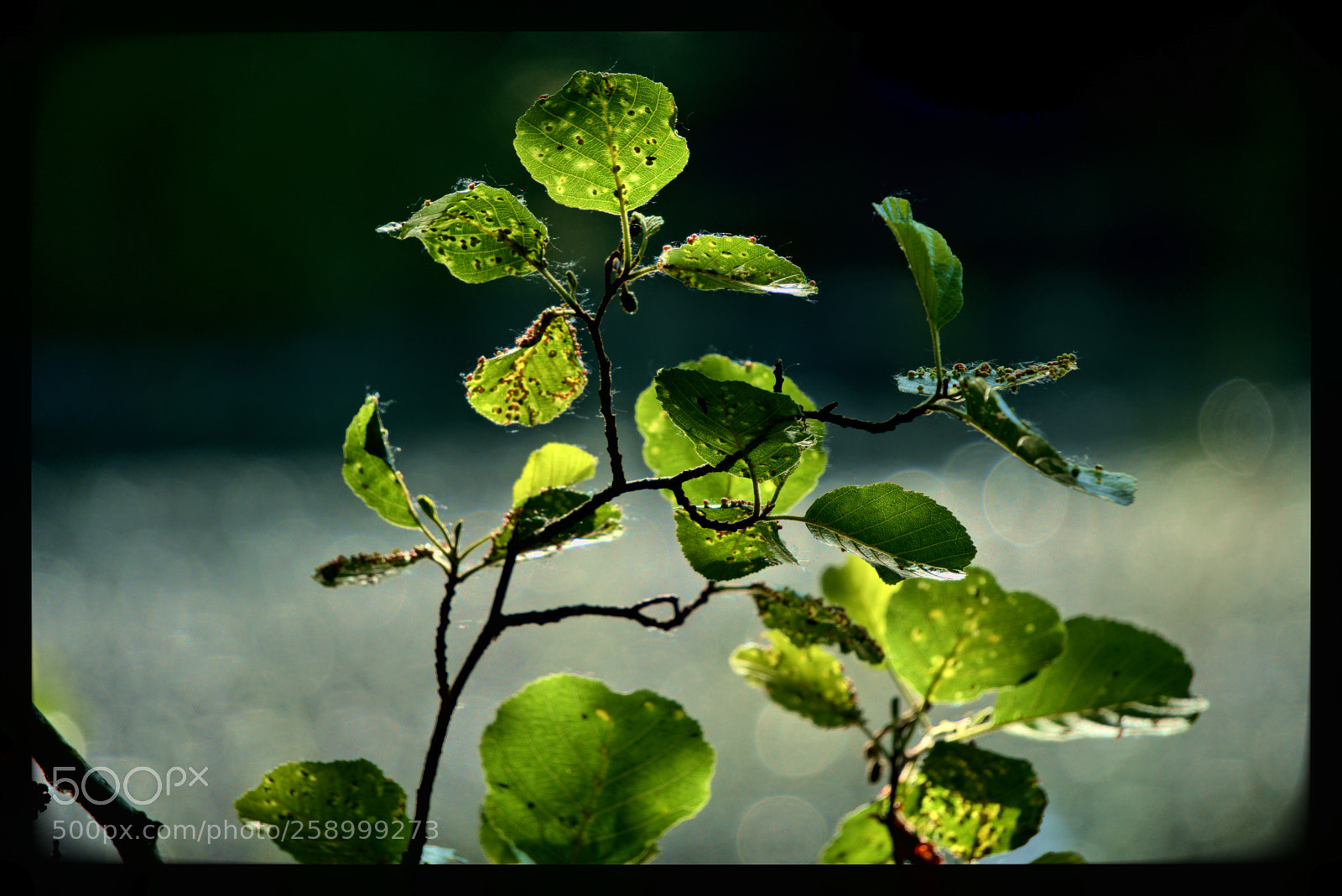 Sony a6300 sample photo. Alder leaves in a photography