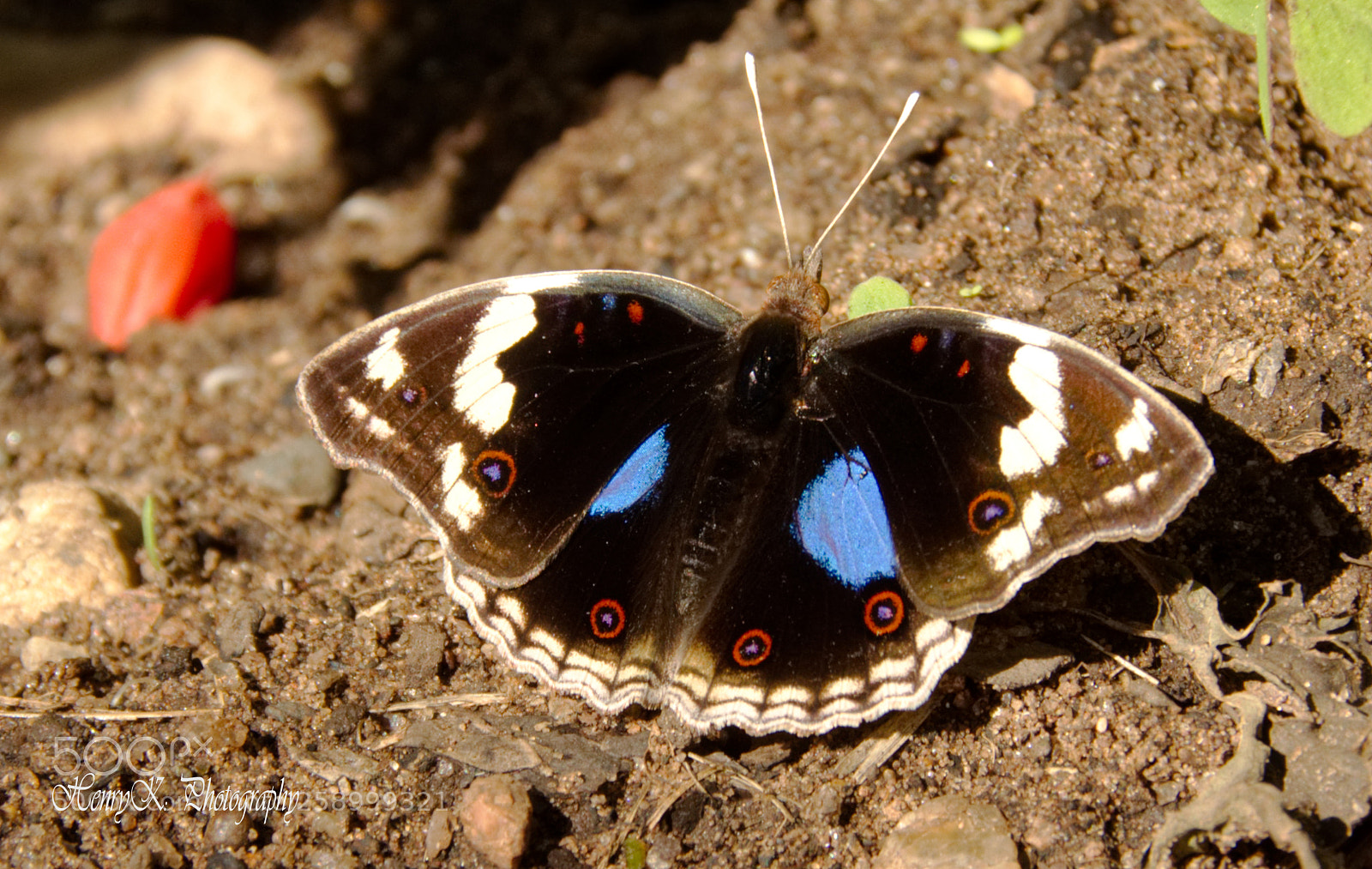 Nikon D7100 sample photo. Butterfly in the sun photography