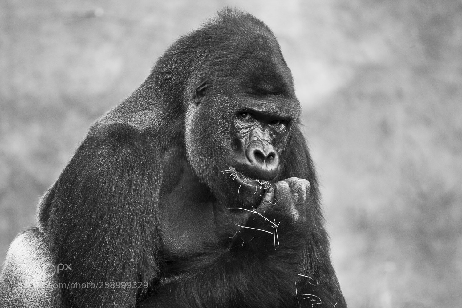 Canon EOS 50D sample photo. Richard, prague zoo photography