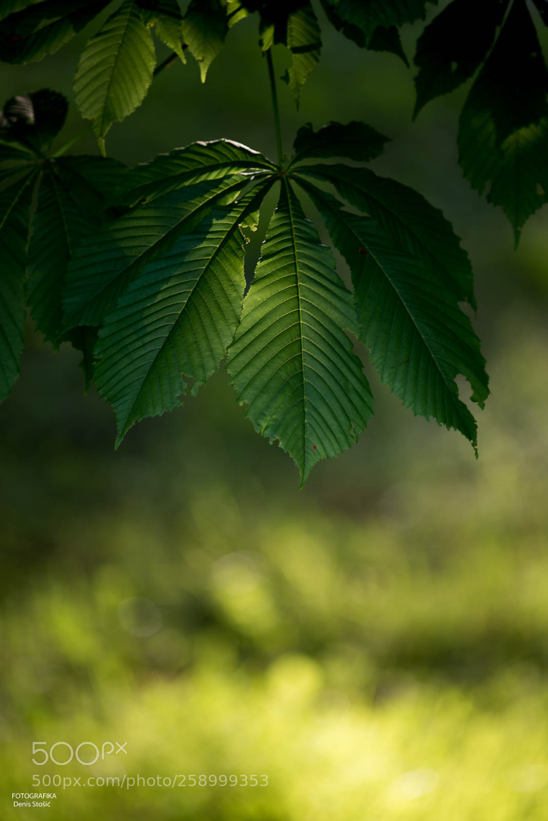 Nikon D750 sample photo. Details photography