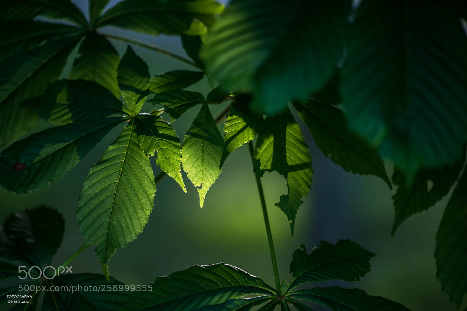 Nikon D750 sample photo. Details photography