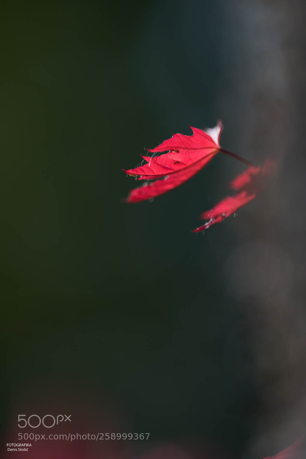 Nikon D750 sample photo. Details photography