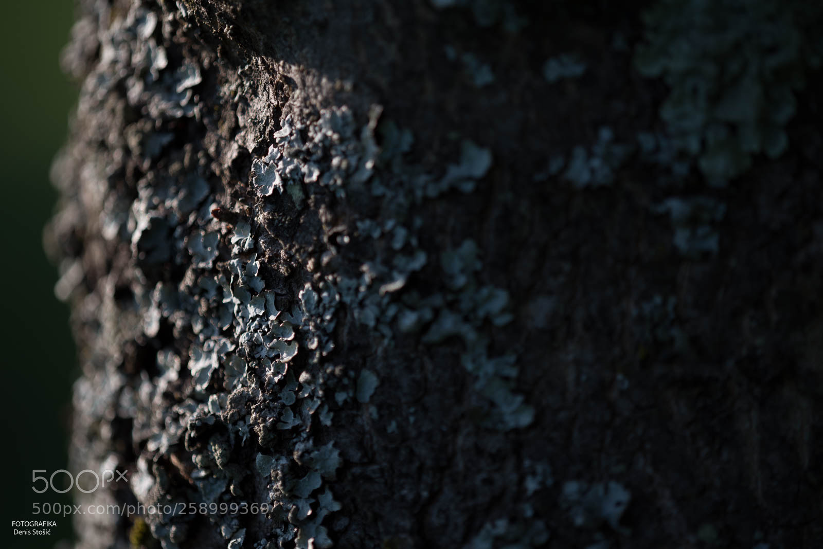 Nikon D750 sample photo. Details photography