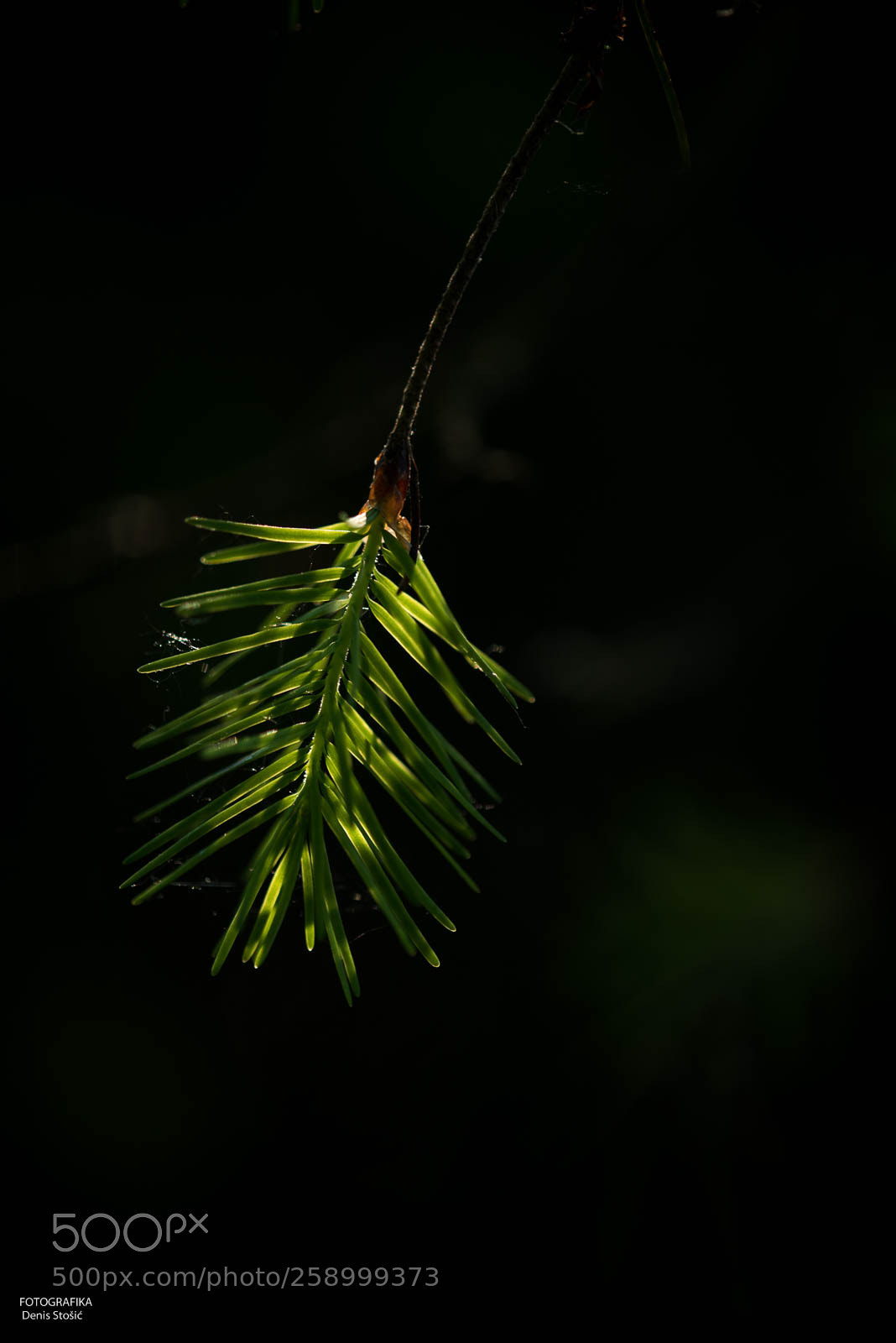 Nikon D750 sample photo. Details photography