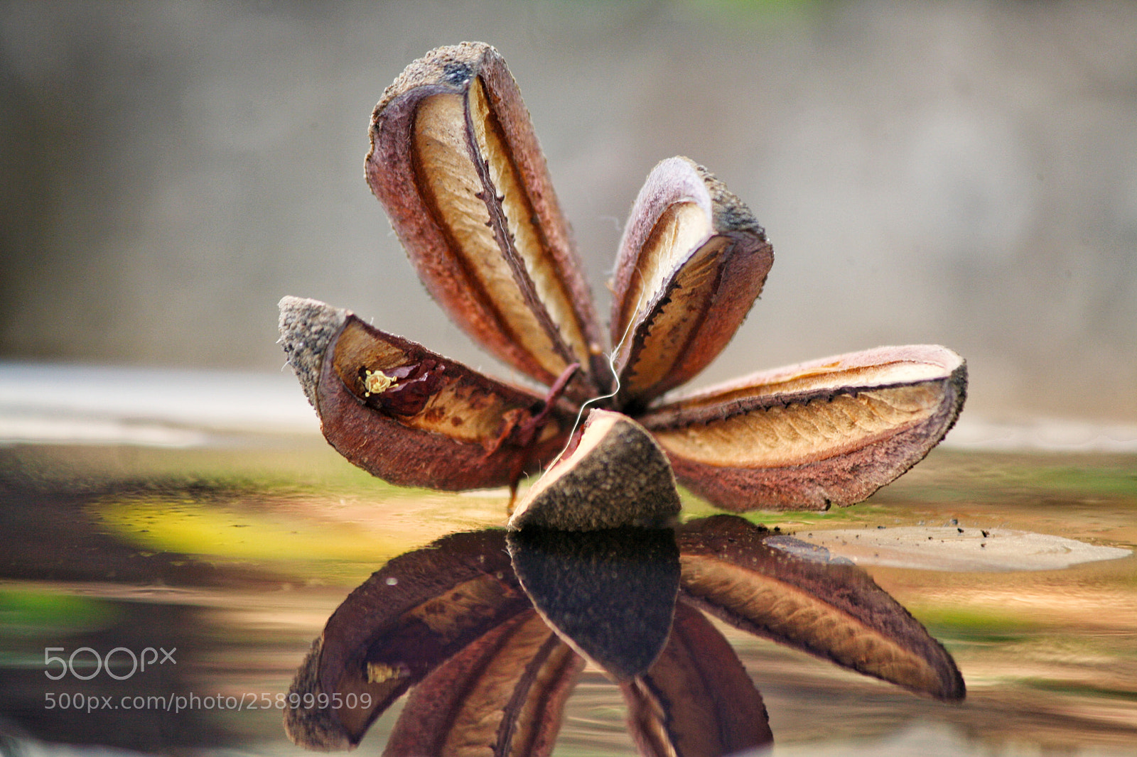 Canon EOS 1000D (EOS Digital Rebel XS / EOS Kiss F) sample photo. Dried fruit reflection dehradun photography