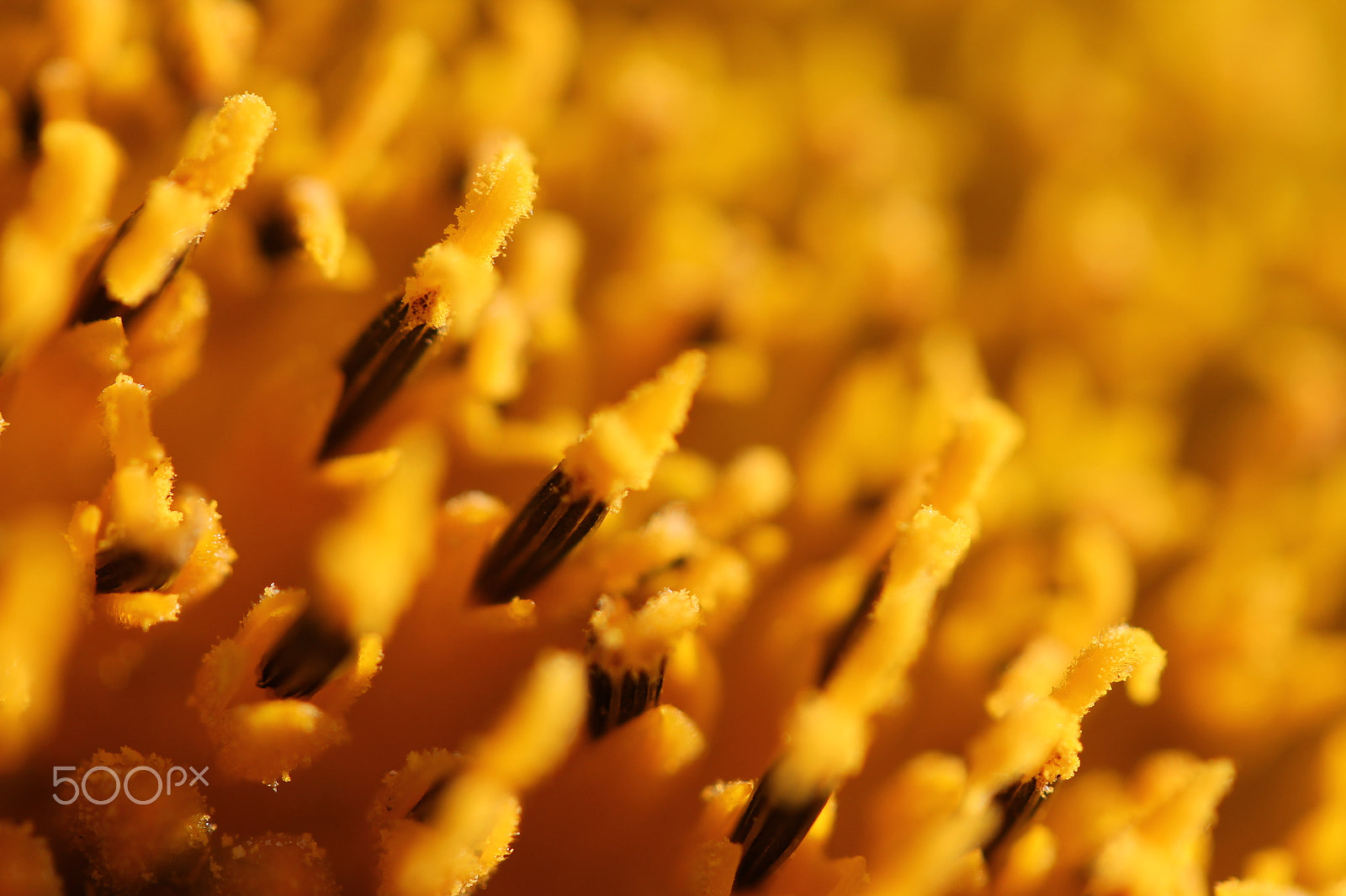 Canon EF-S 60mm F2.8 Macro USM sample photo. Sunflower macroview. photography