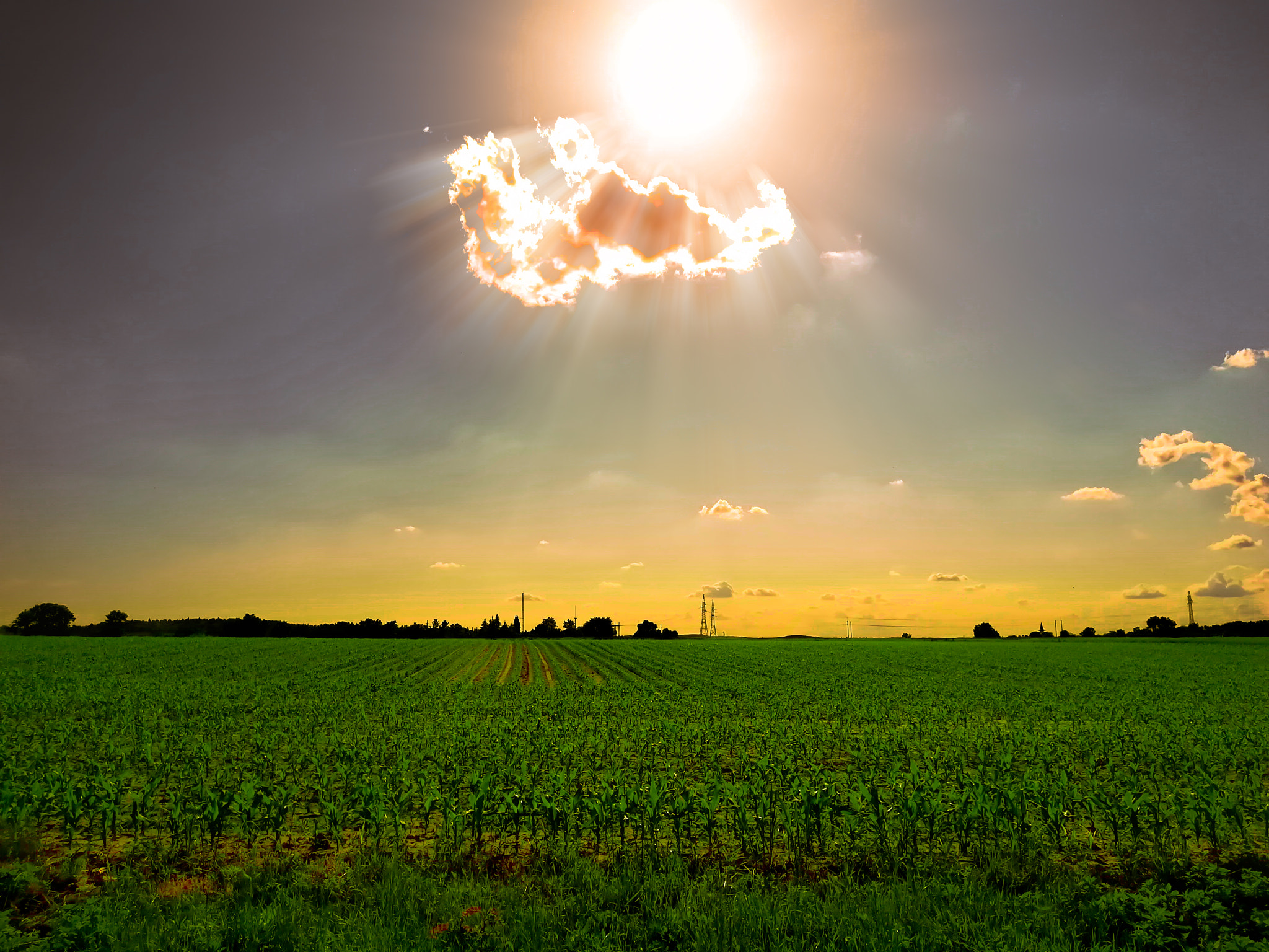 HUAWEI PRA-LX1 sample photo. Sunshine at the corn field photography