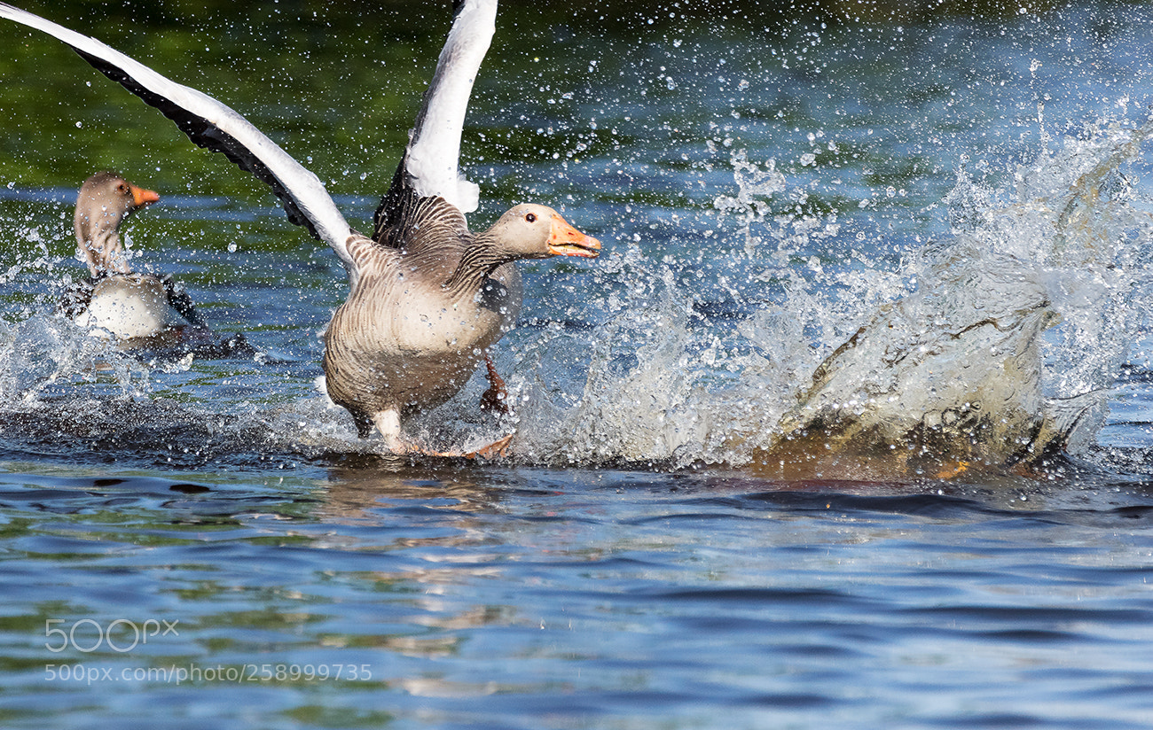 Canon EOS 7D Mark II sample photo. Action photography