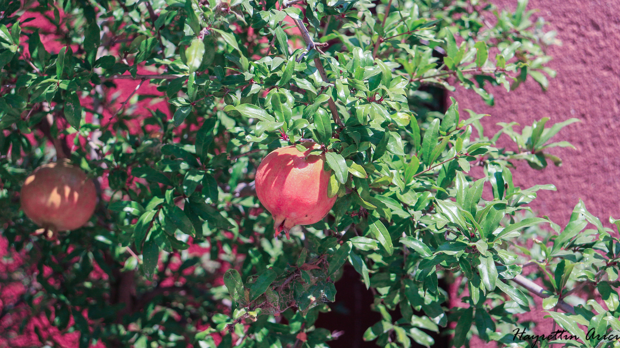 Canon EOS M sample photo. Pomegranate - Çanakkale arkeoloji müzesi bahçesi'nde nar photography