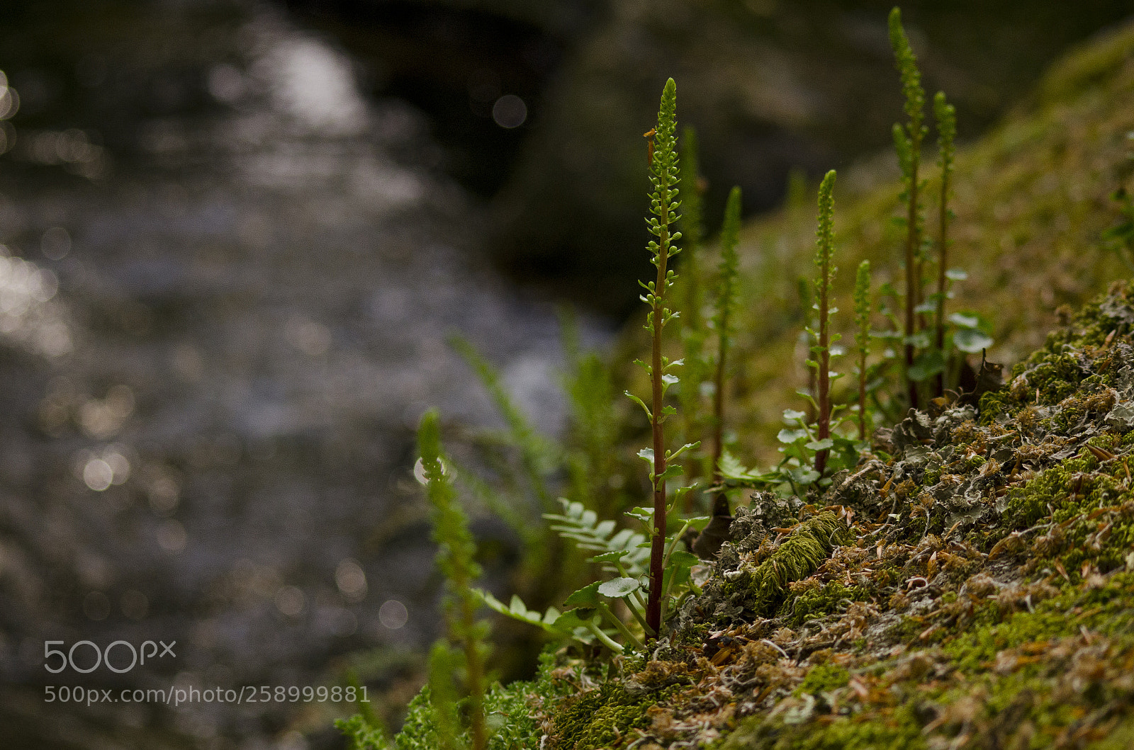 Nikon D7000 sample photo. Fern on the bank photography