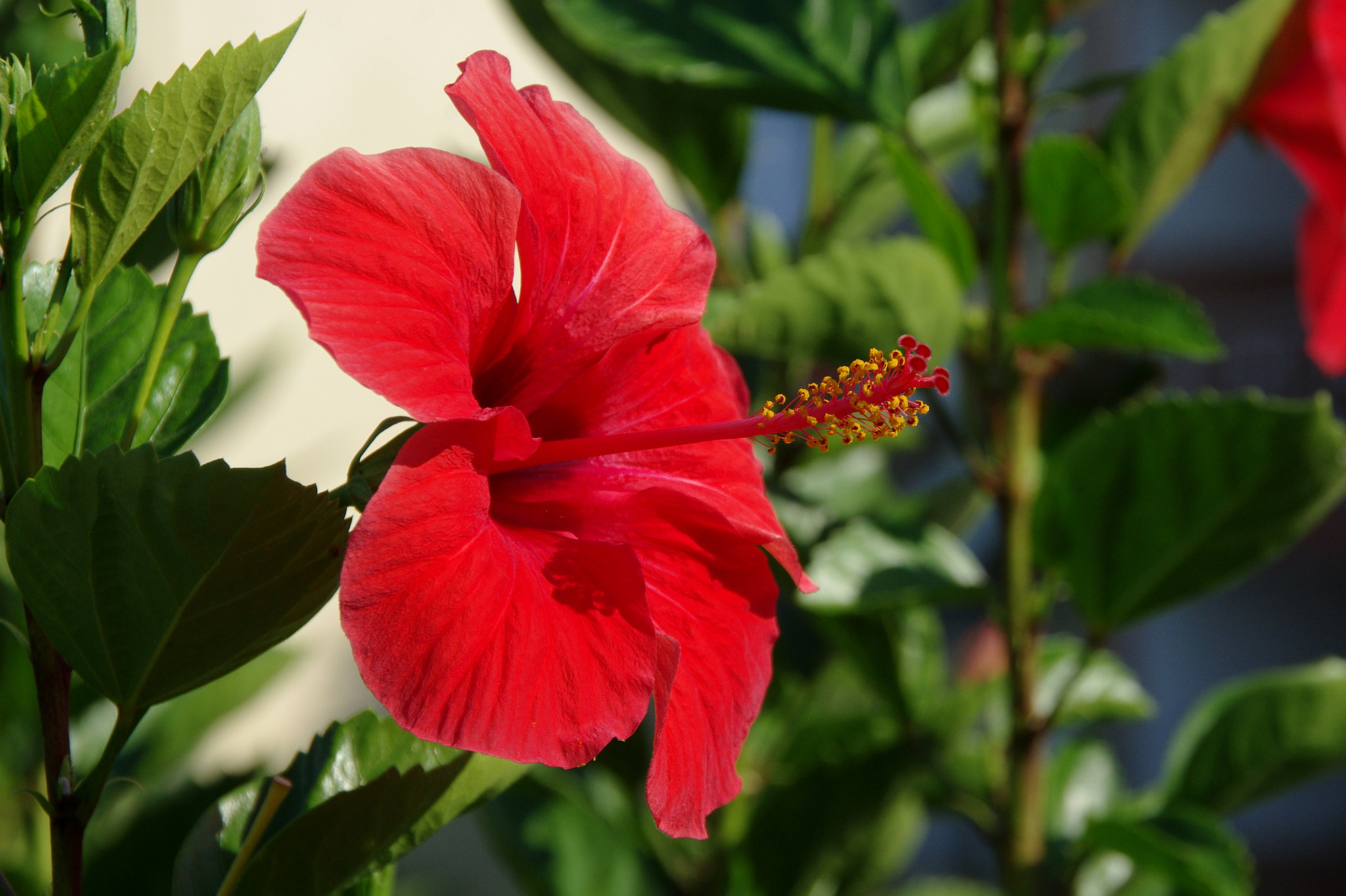 Pentax K200D sample photo. Hibiscus photography