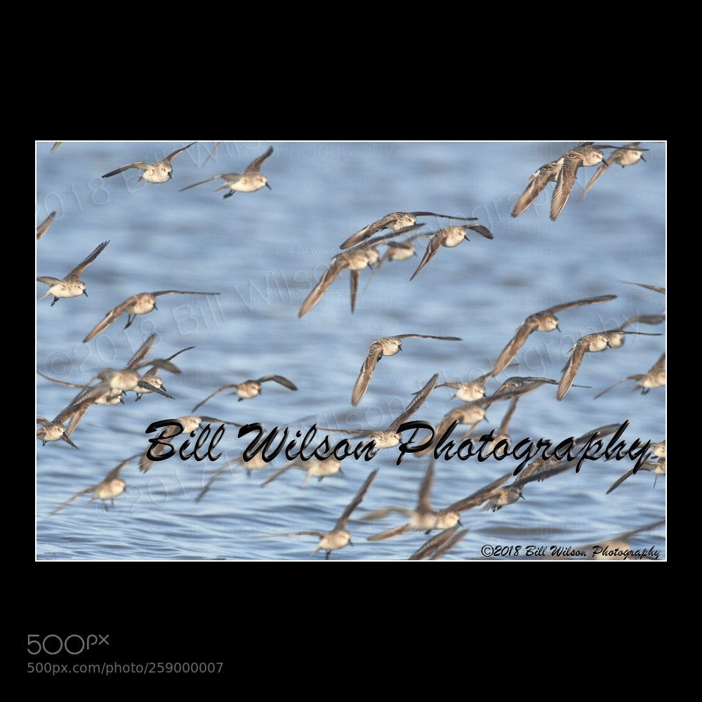 Nikon D500 sample photo. Sanderlings flight photography