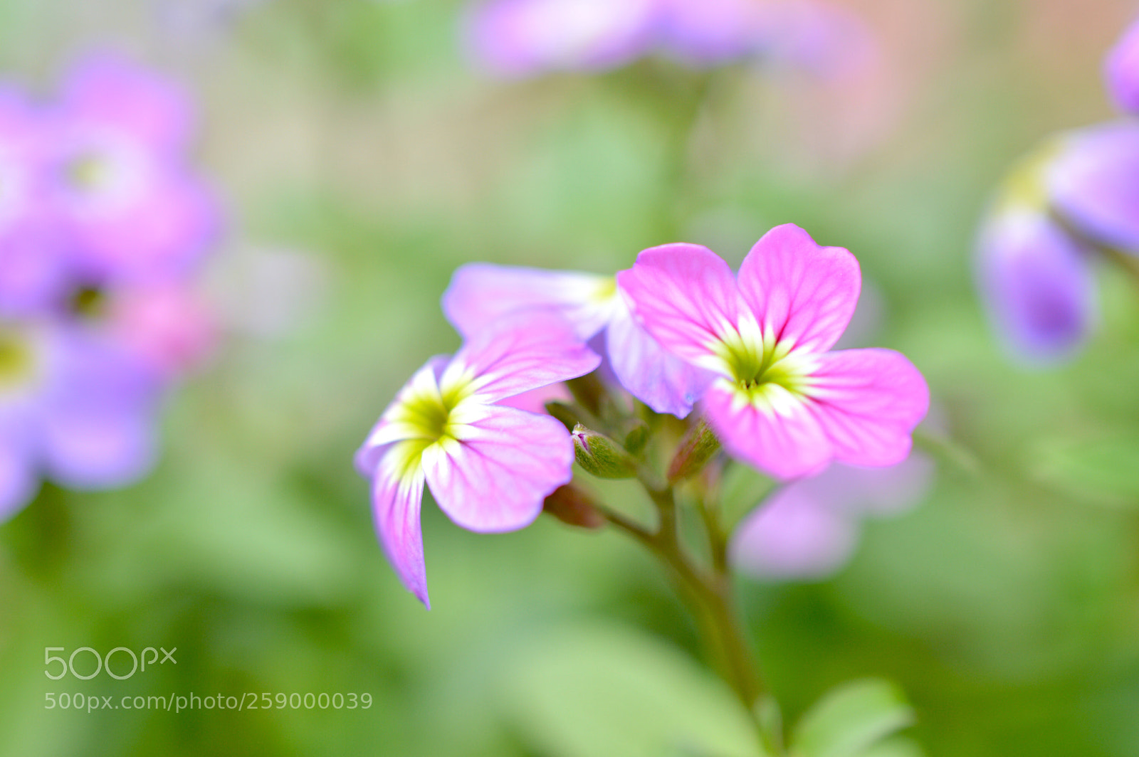 Nikon D3200 sample photo. ❥❥❥ photography