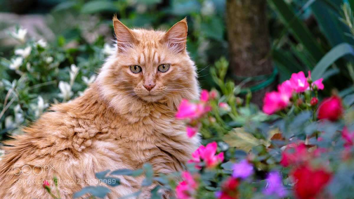 Canon EOS 6D sample photo. Untitled photography