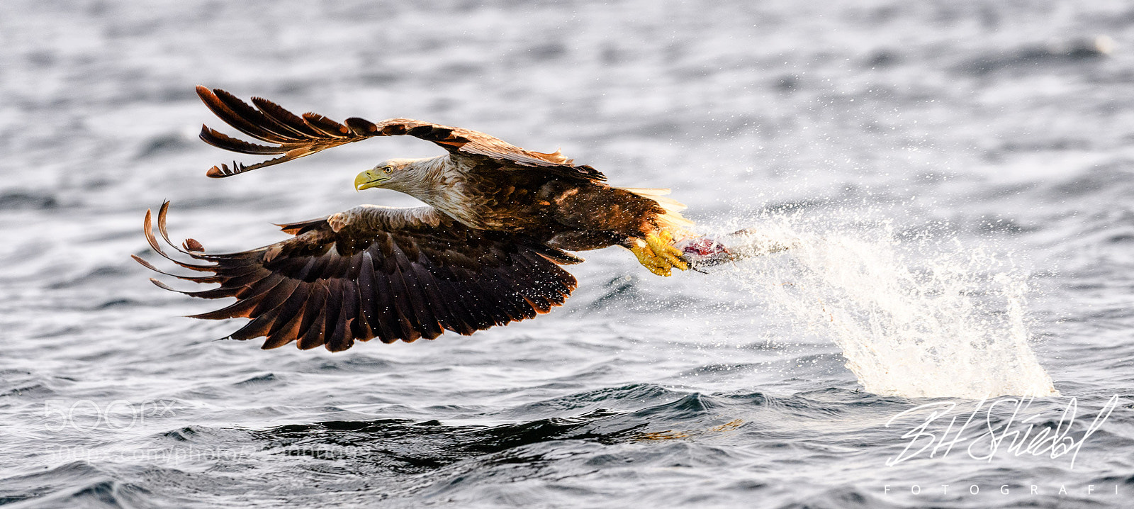 Nikon D5 sample photo. White tailed eagle photography
