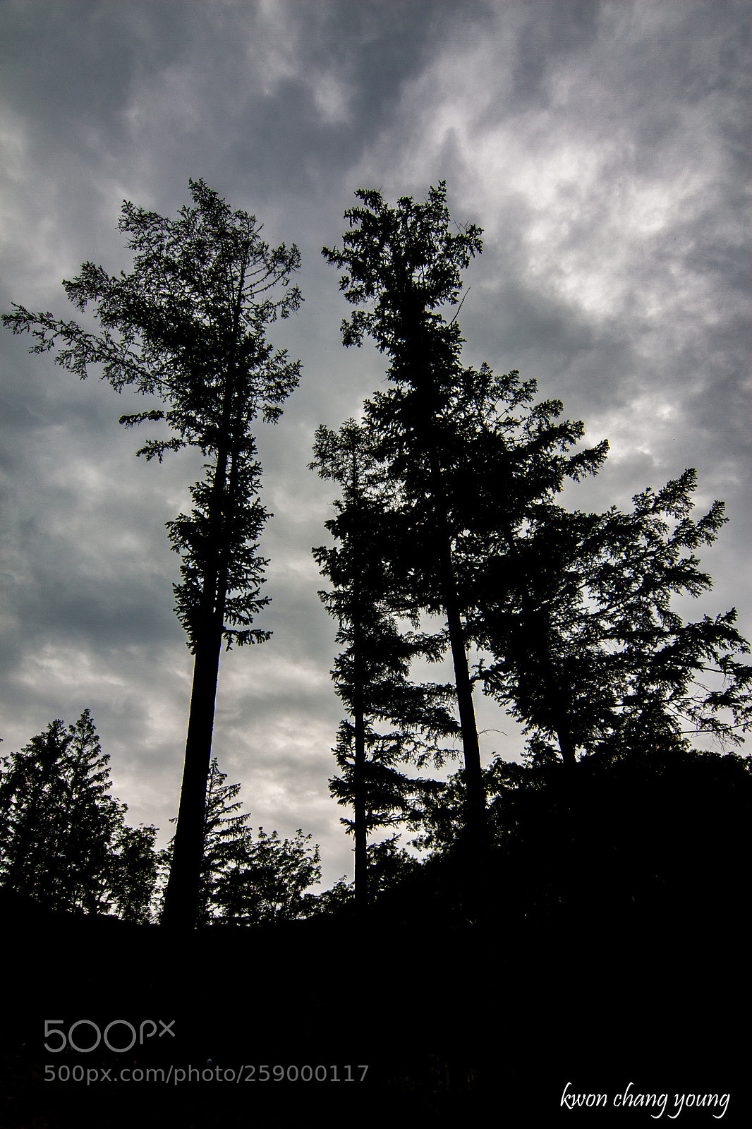 Canon EOS 30D sample photo. 봉화 백두대간 수목원 호랑이숲 습지공원 photography