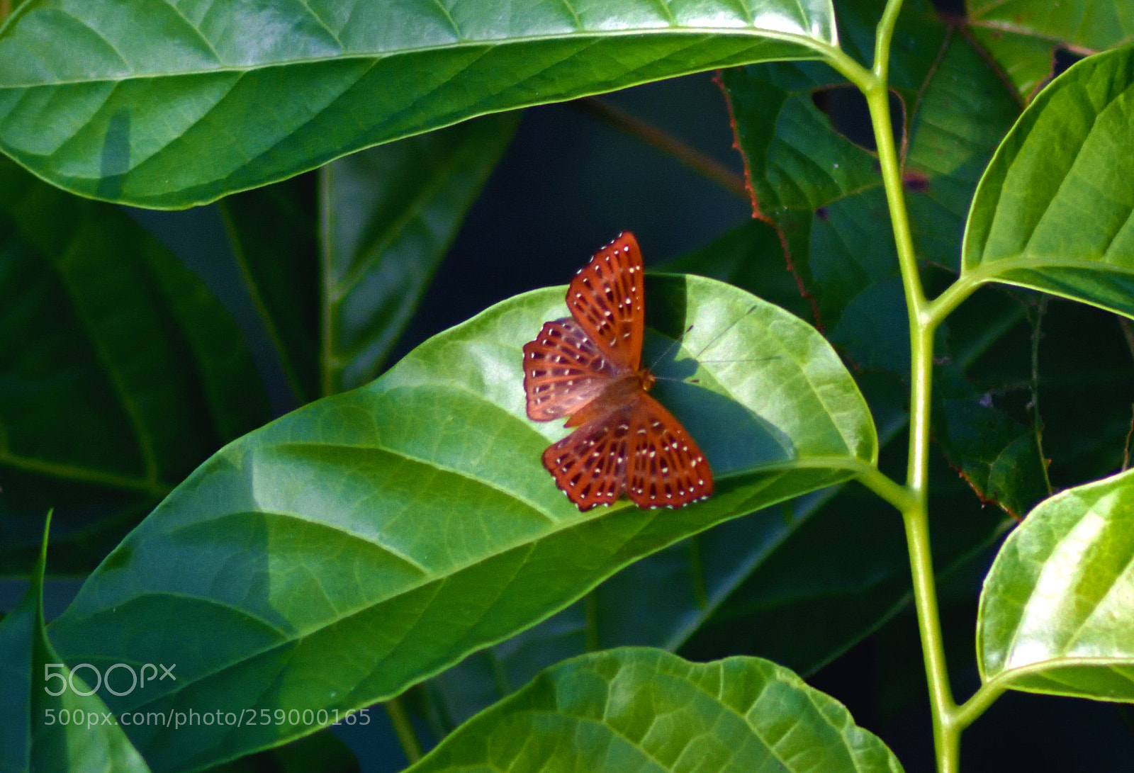 Nikon D7200 sample photo. Himalayan punchinello photography
