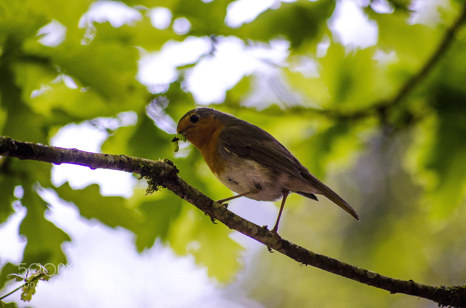 Nikon D7000 sample photo. Robin photography