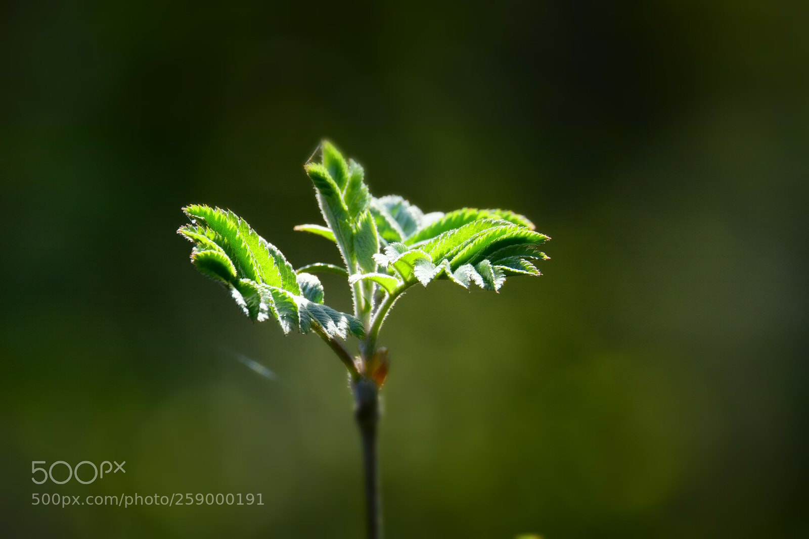 Nikon D7200 sample photo. Green day  photography