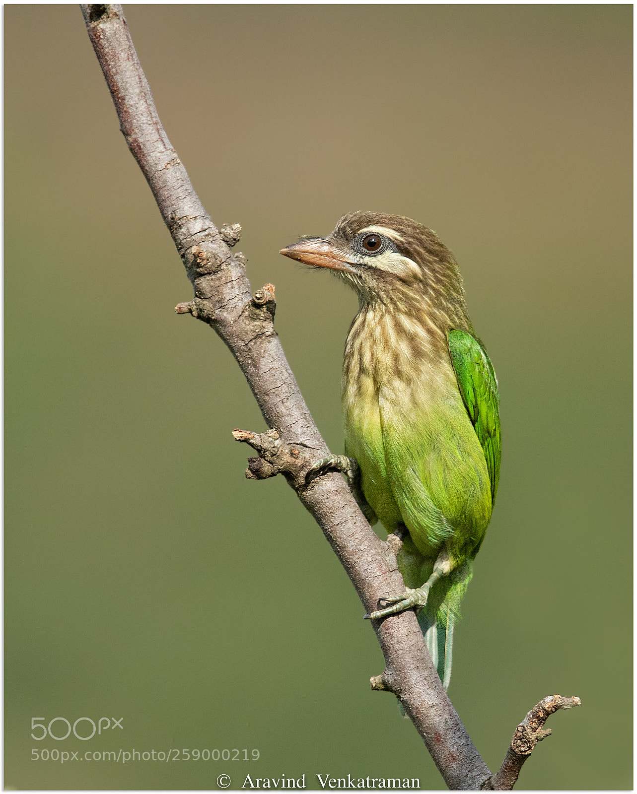 Canon EOS 7D Mark II sample photo. White cheeked barbet photography