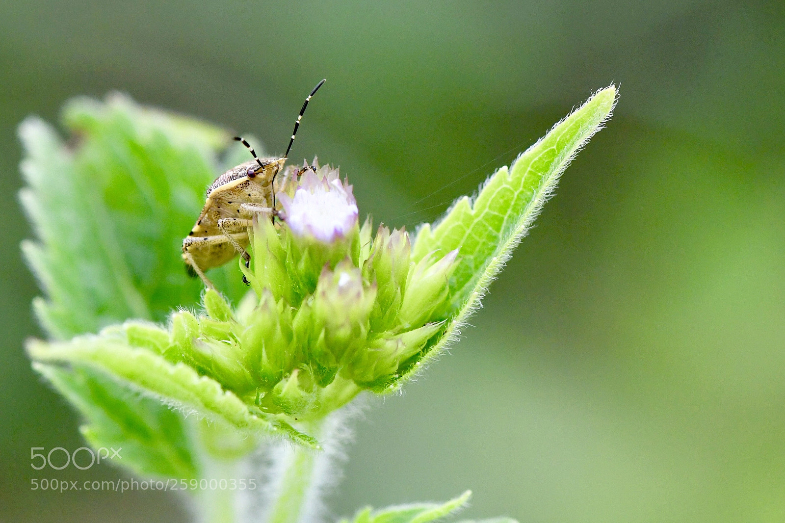 Nikon D500 sample photo. Untitled photography