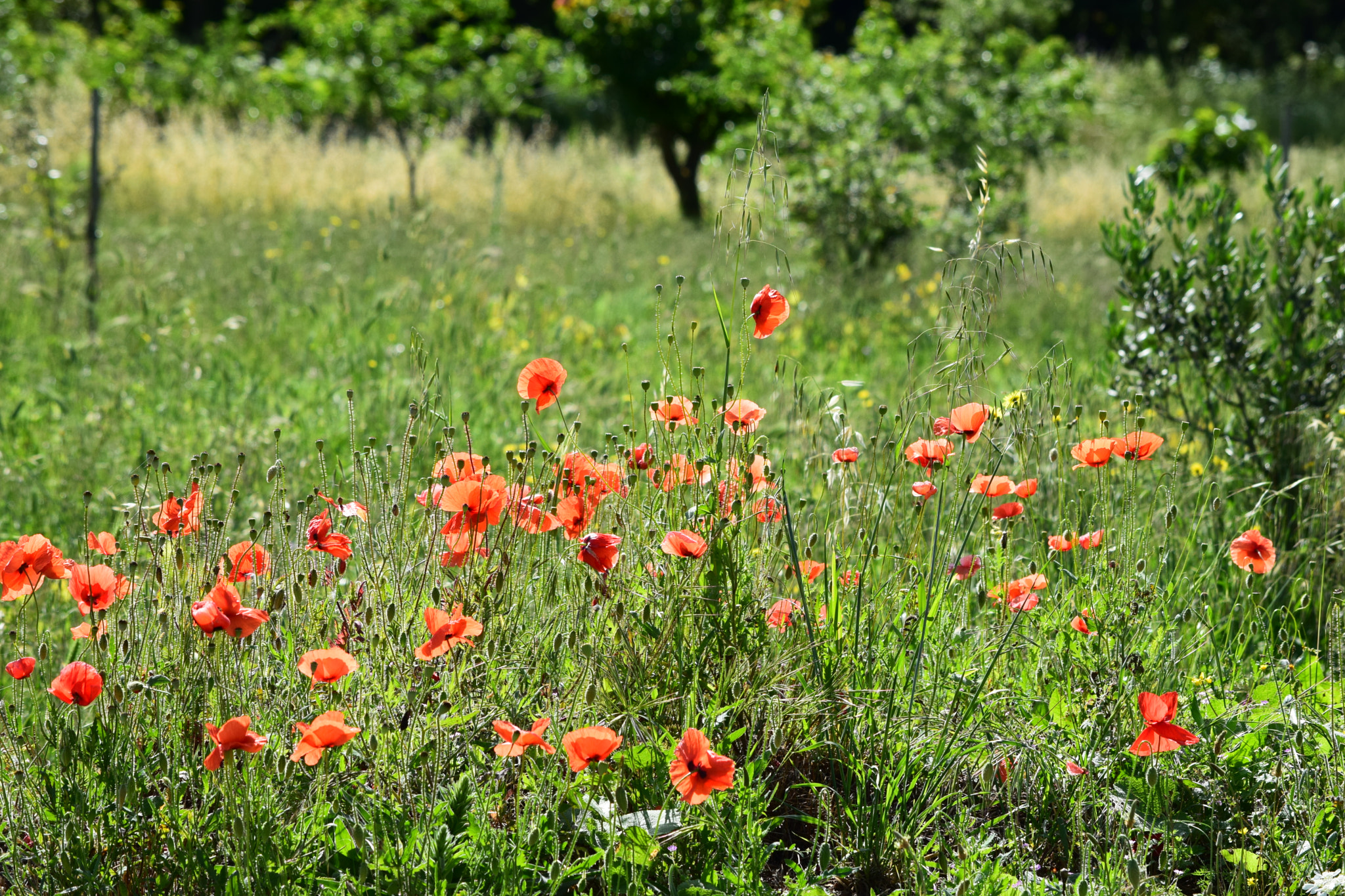 Nikon D5300 sample photo. Mohnblumen am wegesrand photography