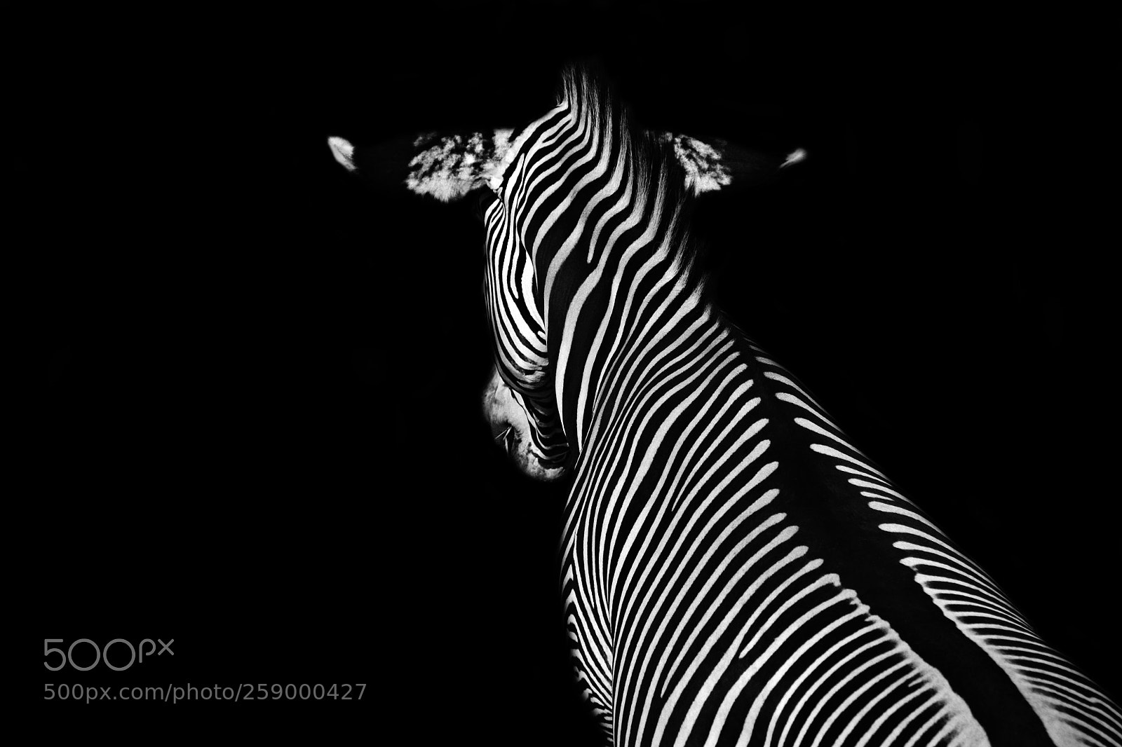 Pentax K-30 sample photo. Zebra in the darkness photography