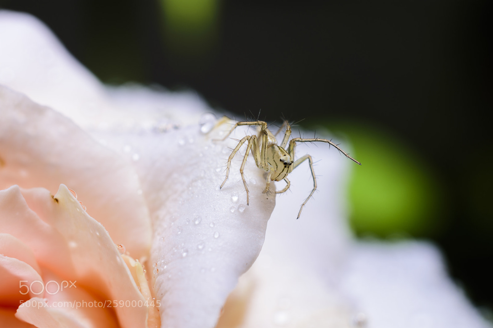 Nikon D7200 sample photo. Untitled photography