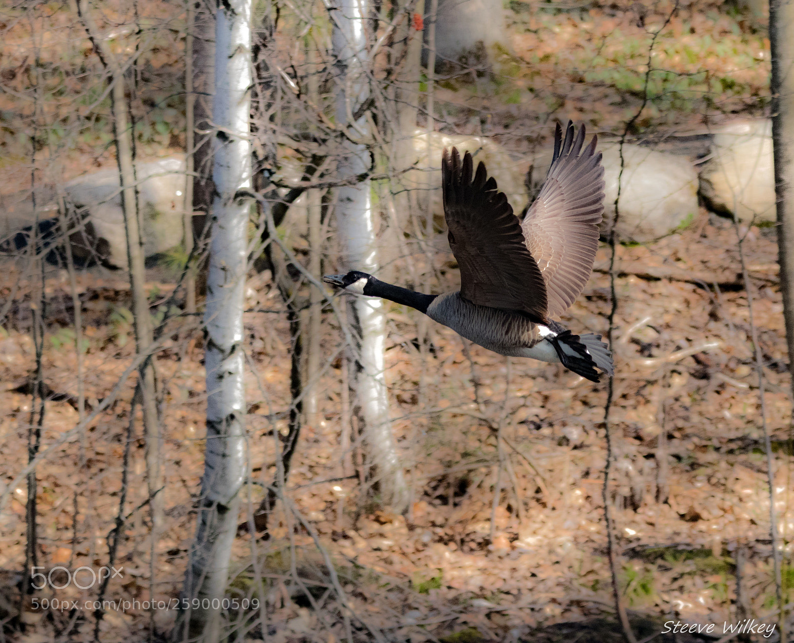 Canon EOS 80D sample photo. Flying bustard photography