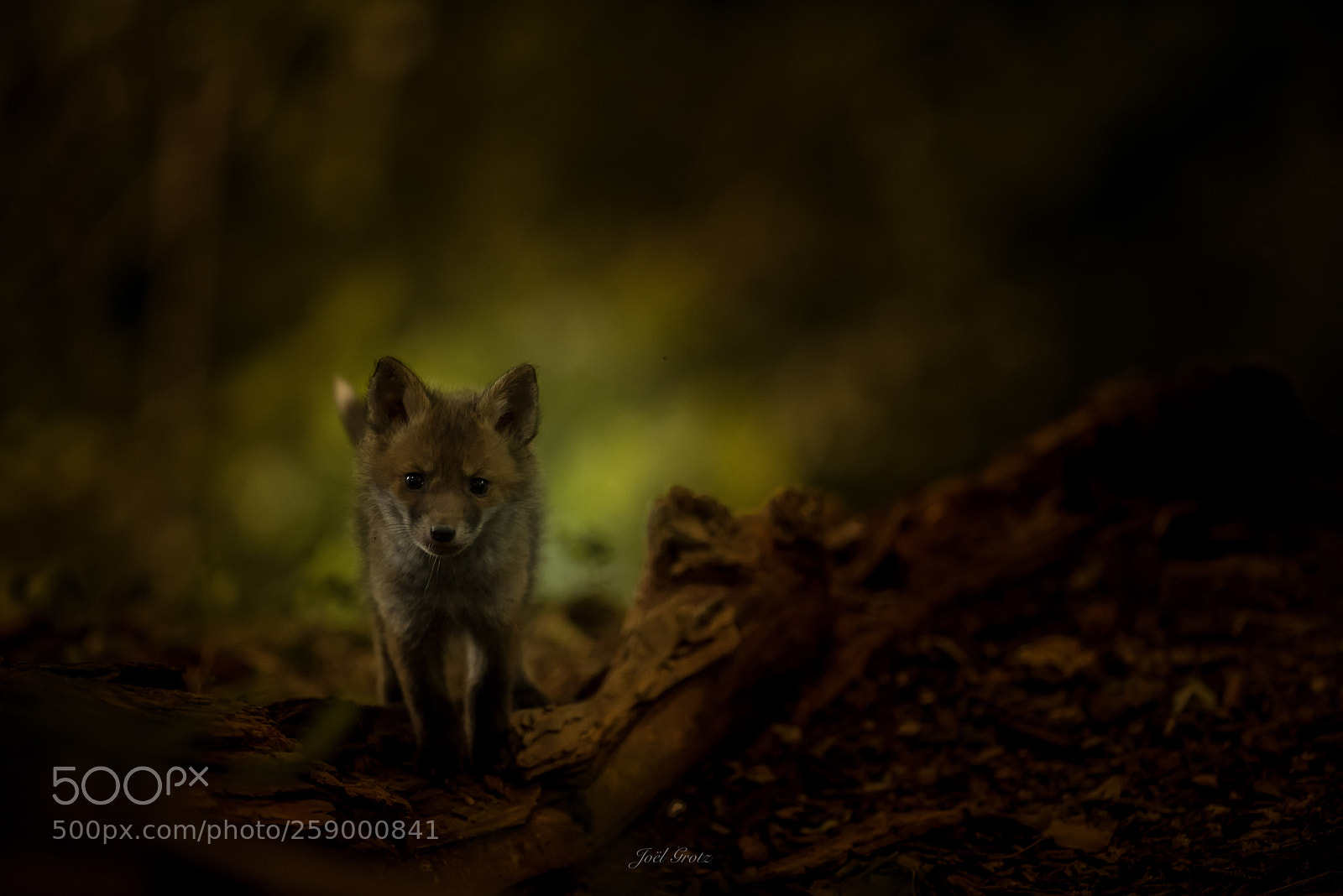 Nikon D810 sample photo. Mystic foxy photography
