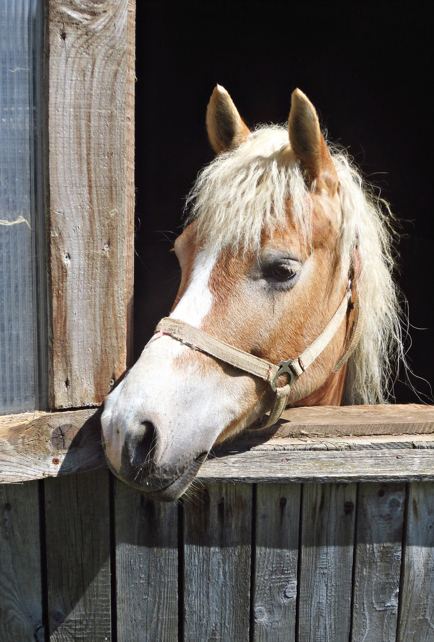 Canon IXUS 240 HS sample photo. Horsepet photography