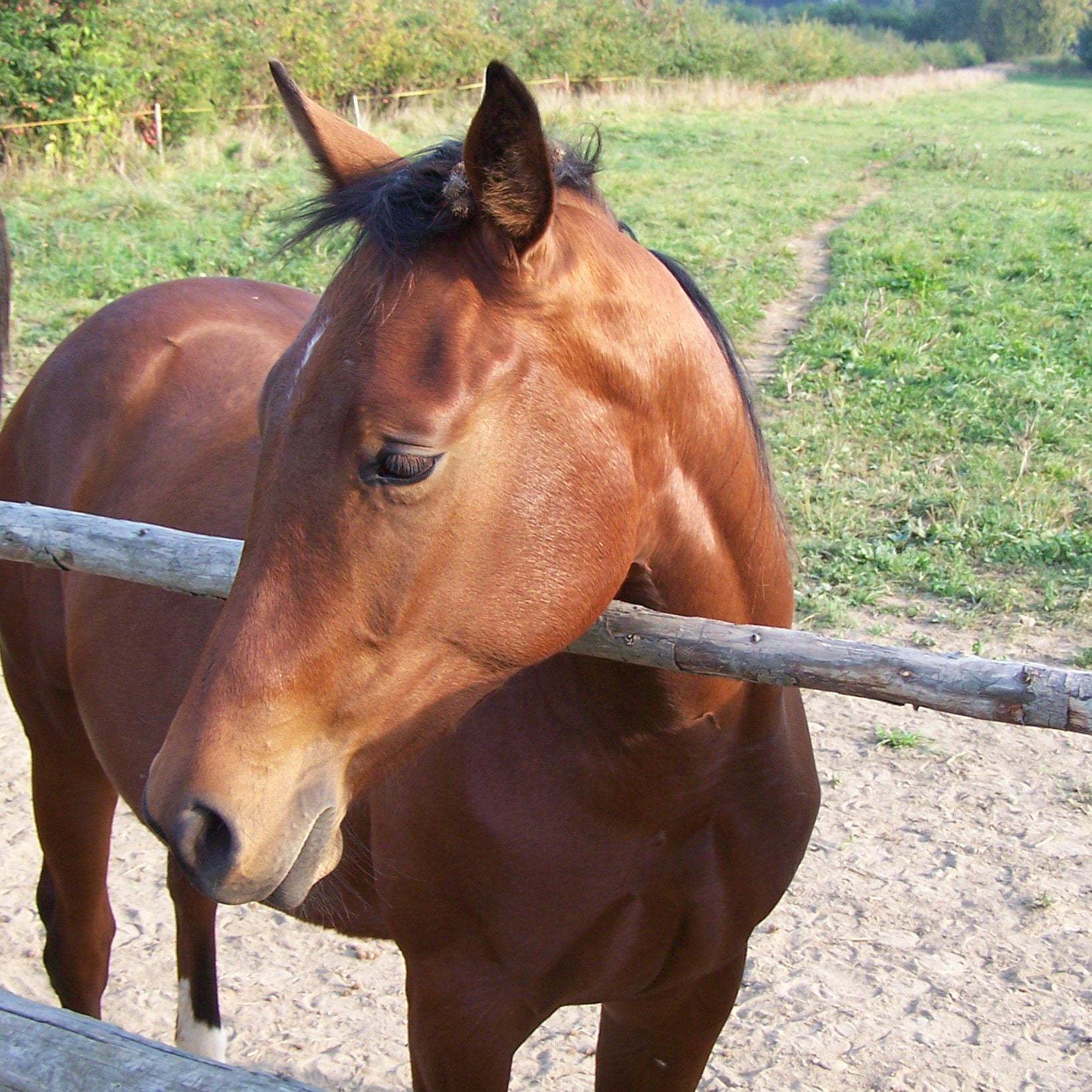 Kodak Z650 ZOOM DIGITAL CAMERA sample photo. Horse photography