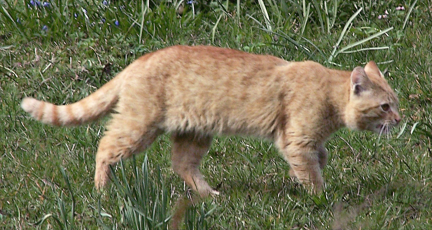 Kodak Z650 ZOOM DIGITAL CAMERA sample photo. Petcat photography