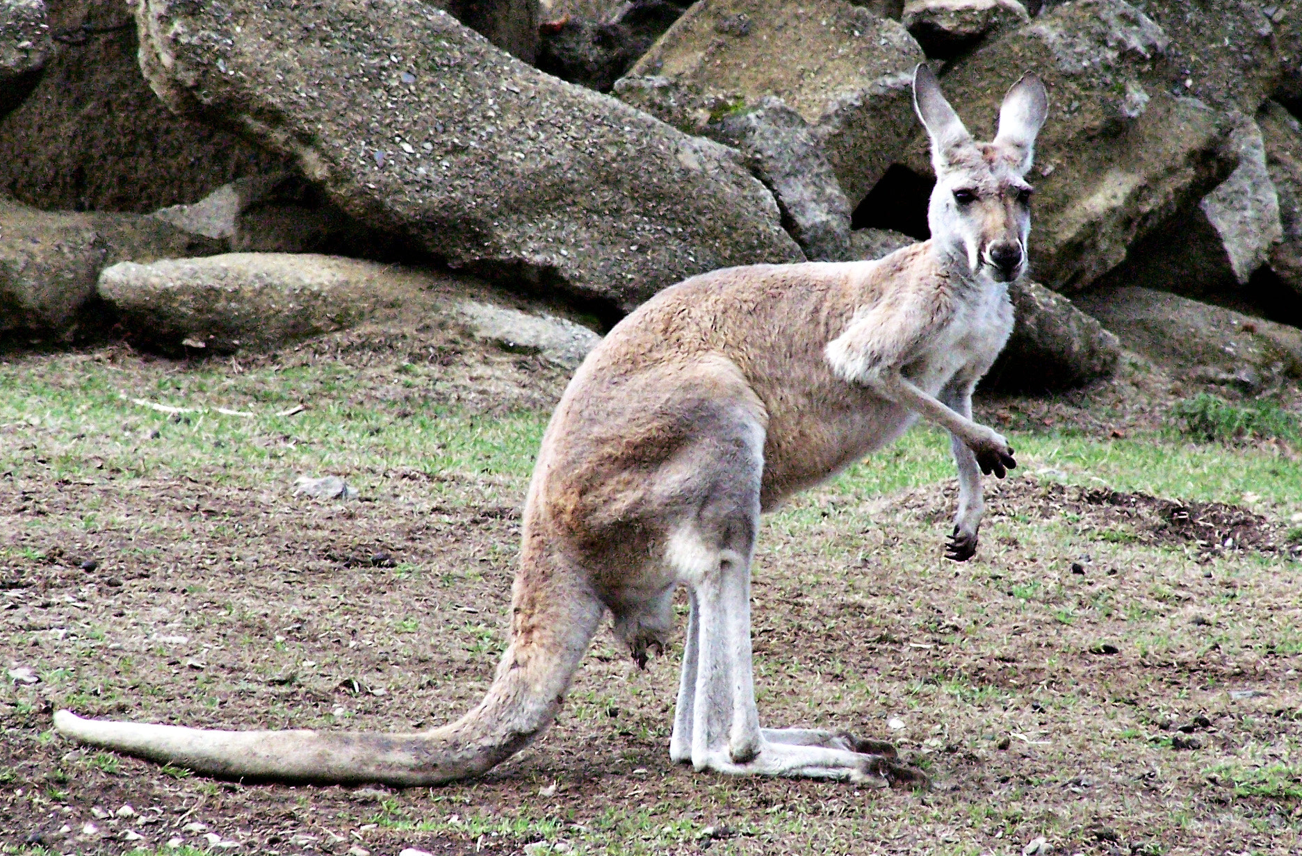 Kodak Z650 ZOOM DIGITAL CAMERA sample photo. Kangaroo photography