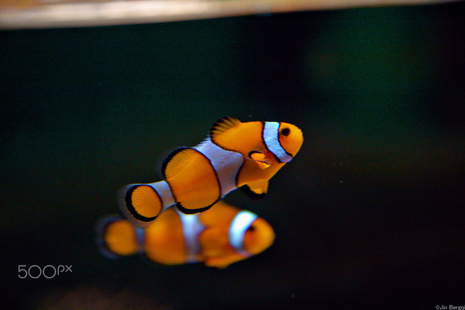 Canon EOS 30D sample photo. "nemo" from "finding nemo" photography