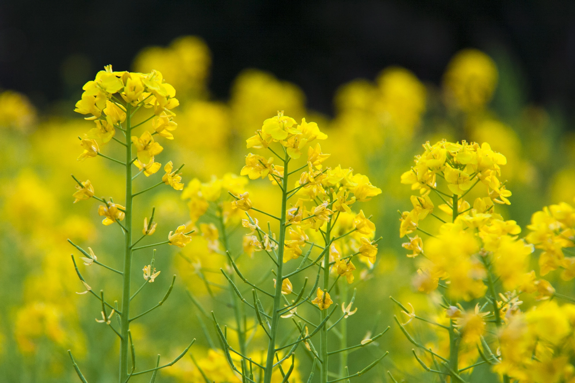 Canon EOS 400D (EOS Digital Rebel XTi / EOS Kiss Digital X) sample photo. Canola flower photography