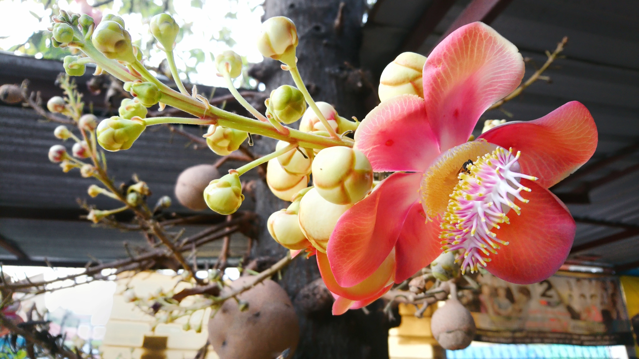 Sony Xperia X sample photo. Cannonball tree flower photography