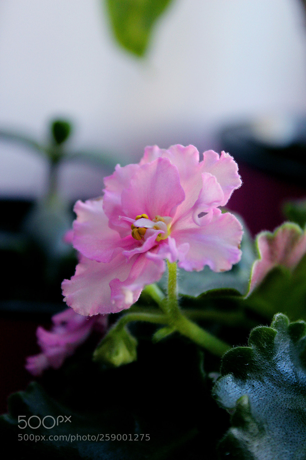 Canon EOS 600D (Rebel EOS T3i / EOS Kiss X5) sample photo. Untitled photography