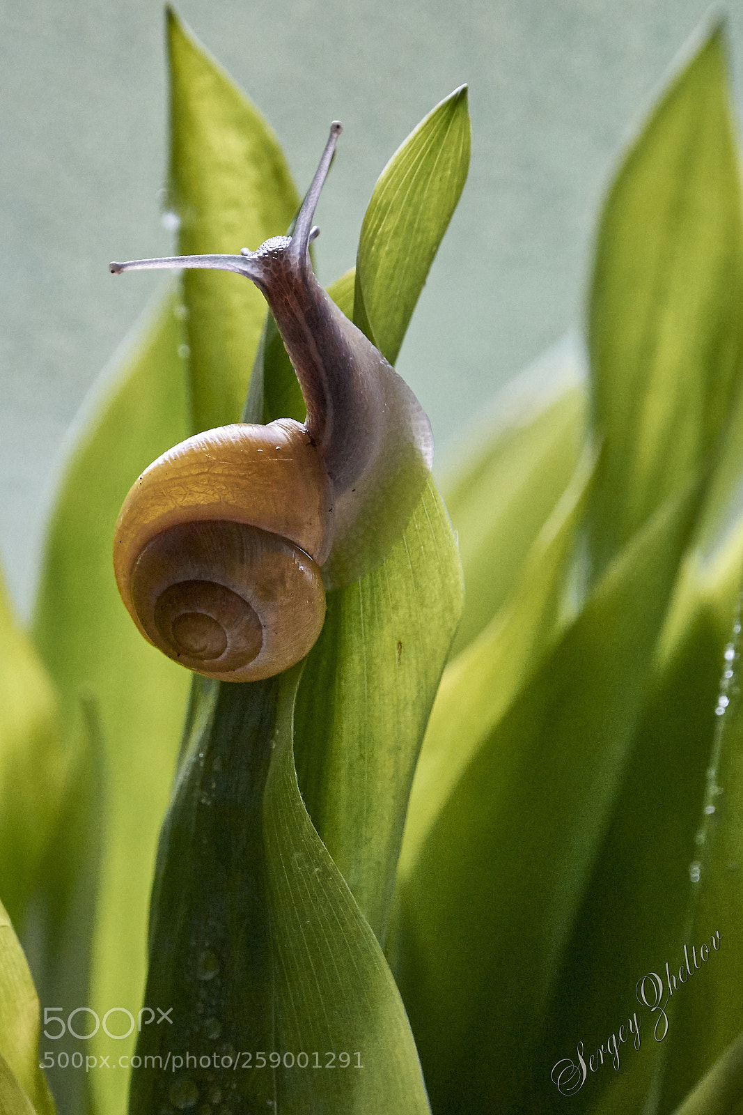 Nikon D7100 sample photo. Snail photography