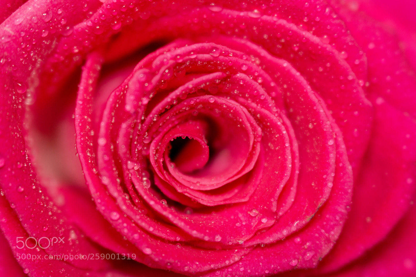 Nikon D7100 sample photo. Pink with water droplets photography